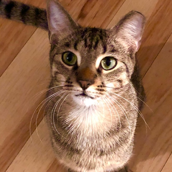 😻Bookmark me! All profits feed feral cats 🐈⬛ - Picture 8 of 11